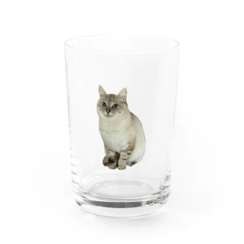 元野良猫しらたま Water Glass