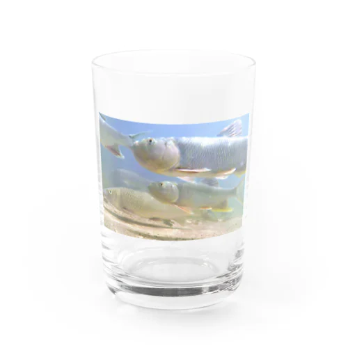 琵琶湖の魚たち~ハスとニゴイ Water Glass