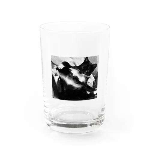 sexy cat Water Glass