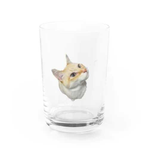 にゃんきち1 Water Glass