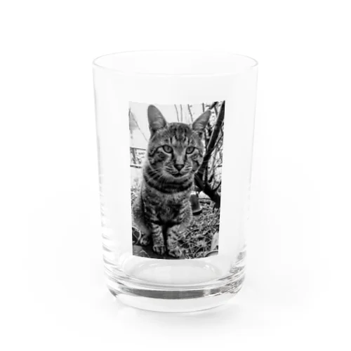 野生的な猫 Water Glass