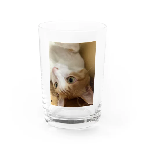 コロリンもも　ねこ Water Glass