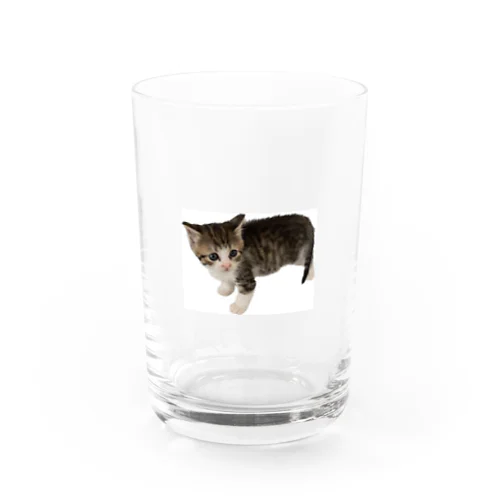 小さい猫　ツブちゃん Water Glass