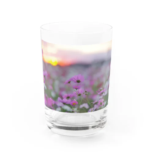 夕陽と秋桜 Water Glass