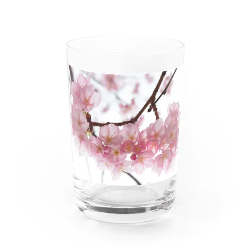 河津桜満開 Water Glass