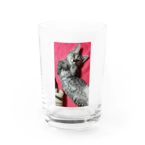 可愛げがあった頃の猫です｡ Water Glass