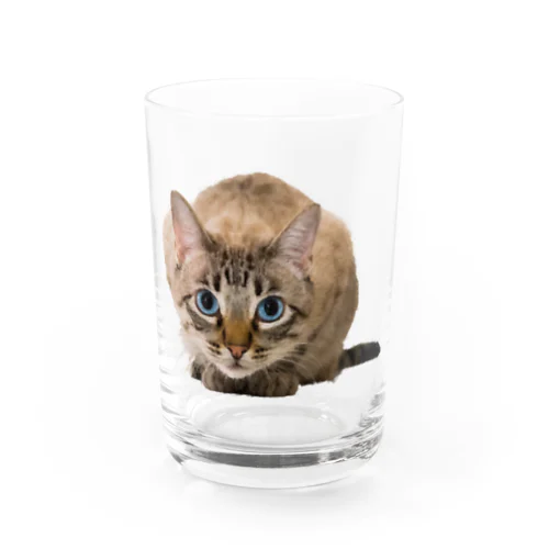 ねこちゃん Water Glass