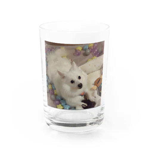 愛犬パールグッズ　Mipa♥日本スピッツ Water Glass