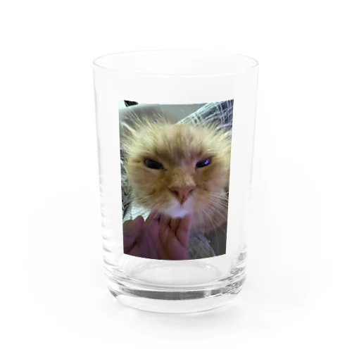 可愛い猫 グラス