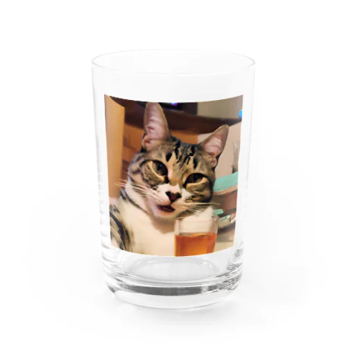 猫猫　泥酔 Water Glass