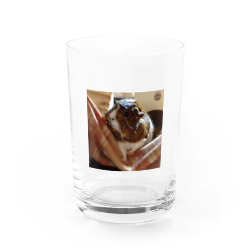 モルモットのチロル〜可愛い小動物シリーズ グラス