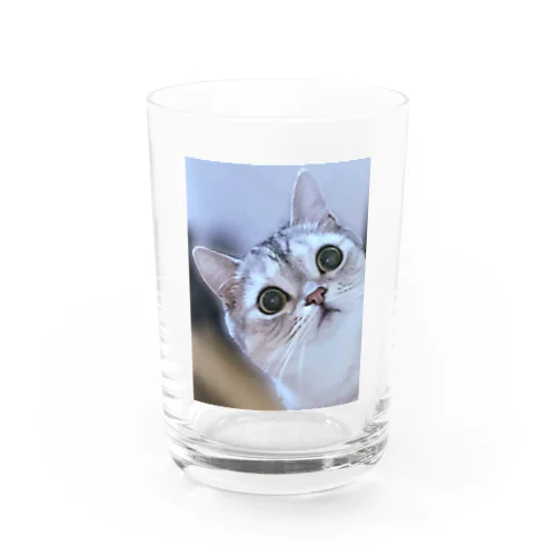 猫の名前はレオ Water Glass