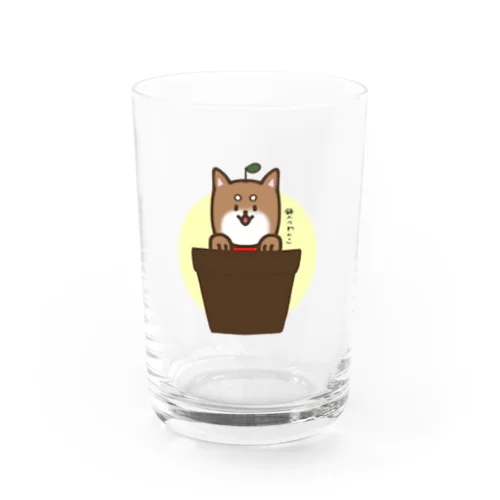 鉢入りわんこ Water Glass