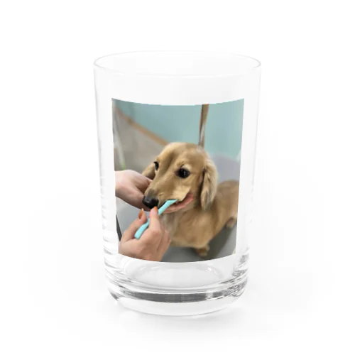 カニンヘンダックスの歯磨き Water Glass