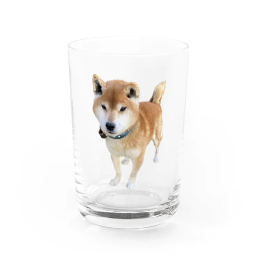 ツリ目犬 Water Glass