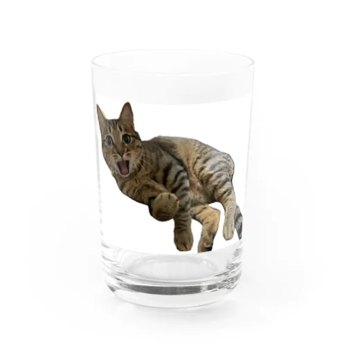 キジトラ猫の直太朗2 Water Glass