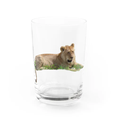 若いオスライオン Water Glass