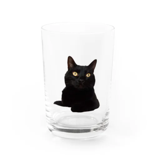 愛猫 Water Glass