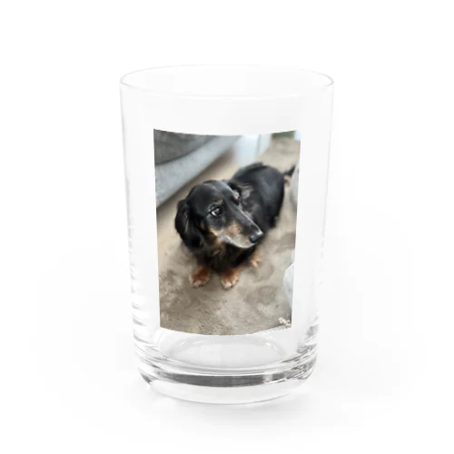 犬 Water Glass