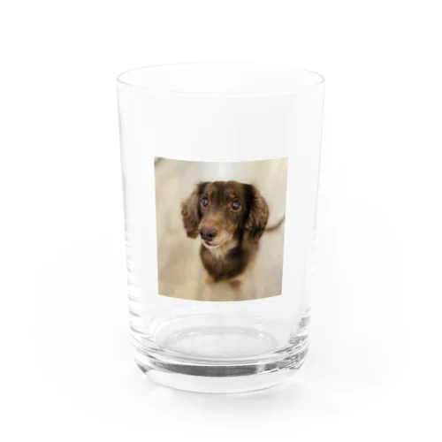 愛犬マリア Water Glass