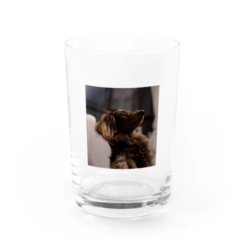 愛犬マリア かわいい Water Glass