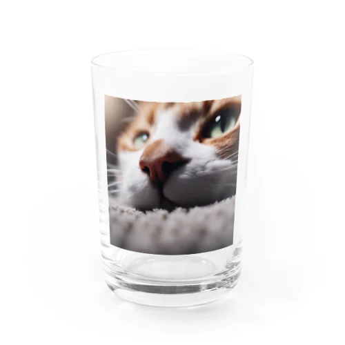 カーペットでごろんとする猫 Water Glass