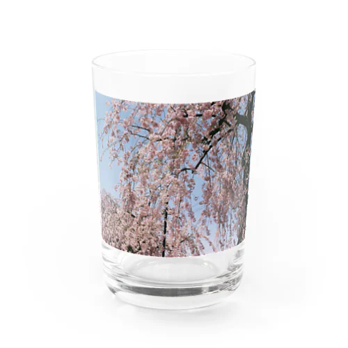 桜の雨 グラス