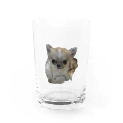 極小チワワのマカロンちゃん Water Glass