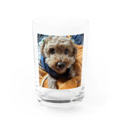 うちの犬がかわいい🐶 Water Glass