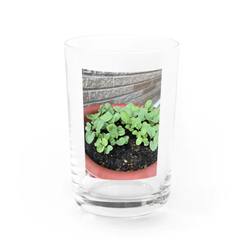 新しい始まりを象徴する緑の新芽がプランターから顔を出しました🌱 Water Glass