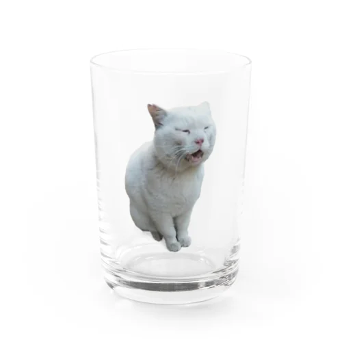 白猫のお父さん Water Glass