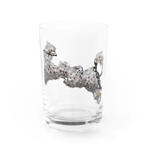 桜 Water Glass