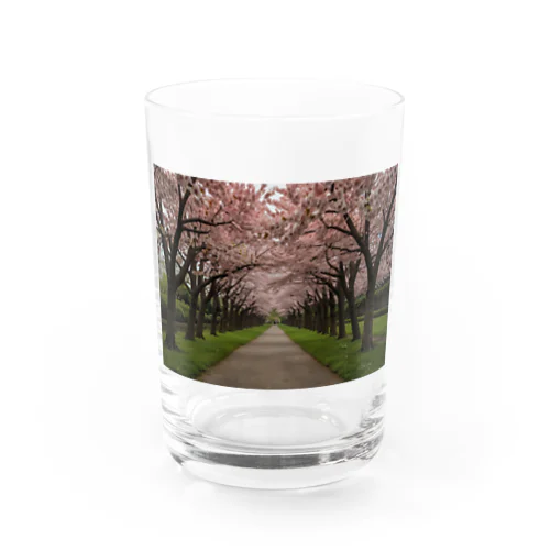 桜並木 Water Glass