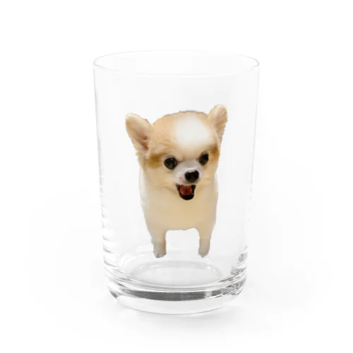 おいかりめい Water Glass