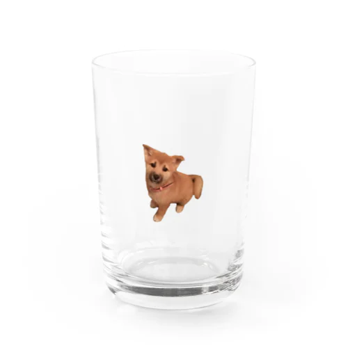 柴犬もどき(子犬) Water Glass