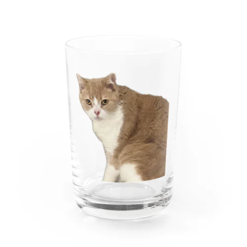 マシロくん猫グッズ Water Glass