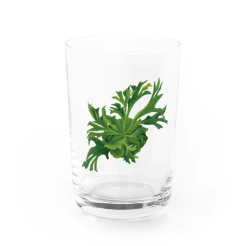 pepe garden【ビカクシダ】リドレイ Water Glass