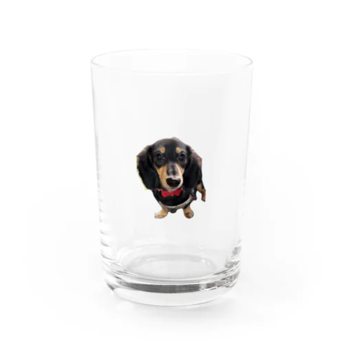 カニンヘンダックスの隼人くん Water Glass