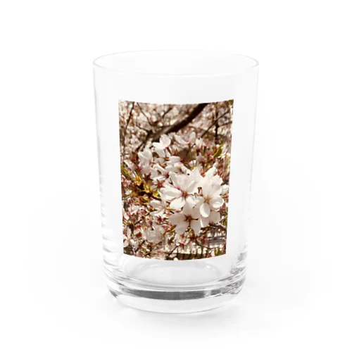 おもいでのなかの桜 Water Glass