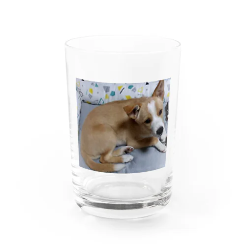 我が家の可愛いちびちゃん Water Glass