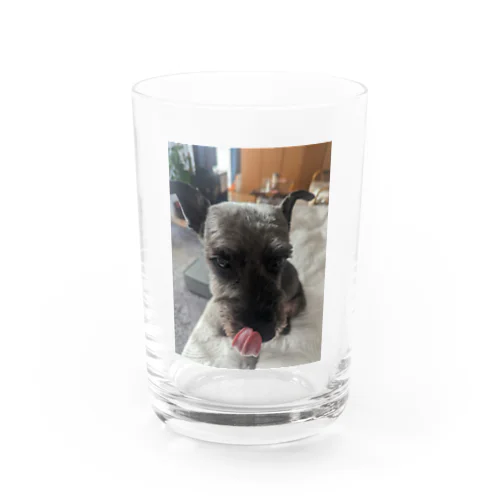 シュナぺろ Water Glass