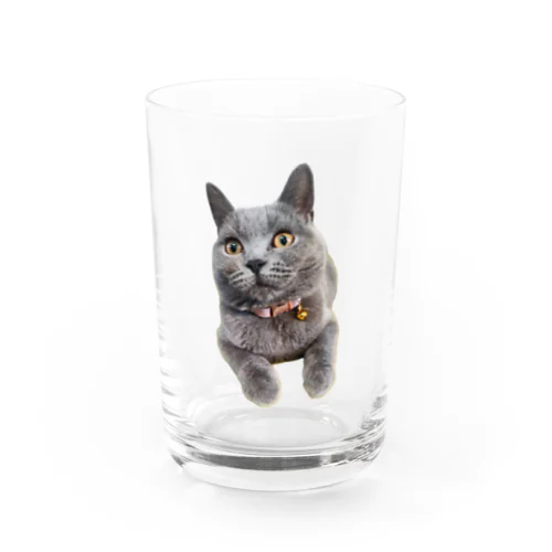 凛々しいポルさん Water Glass