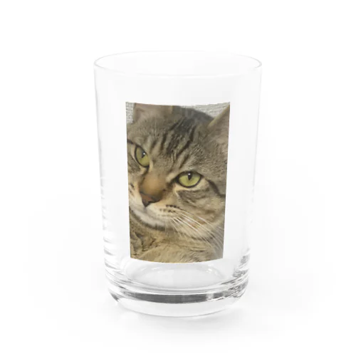 うちのねこ（無） Water Glass