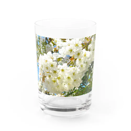 白桜 Water Glass