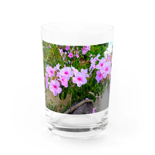 実写シリーズ【初夏の美しい花🌸】 Water Glass