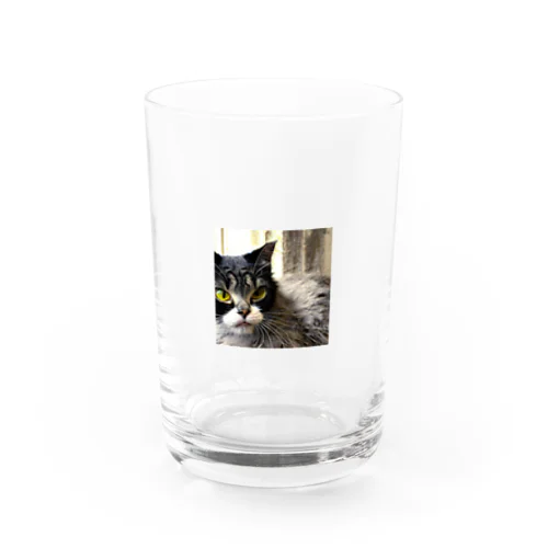 疲れた身体をいやすねこちゃん Water Glass