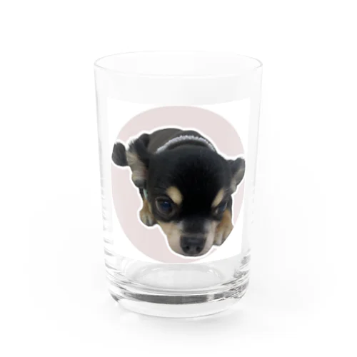 チワワのライムちゃん Water Glass