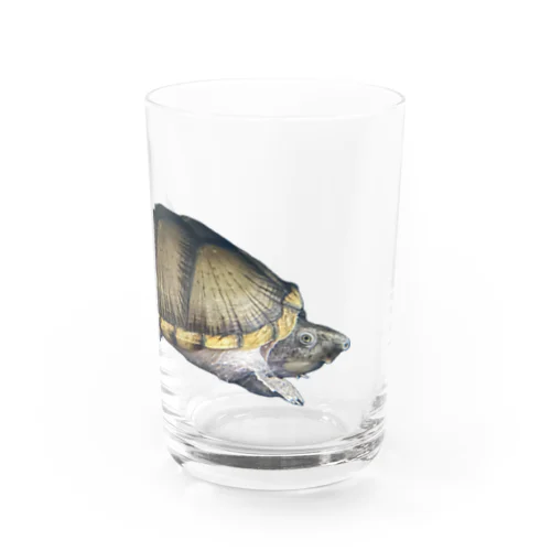 カブトニオイガメ Water Glass