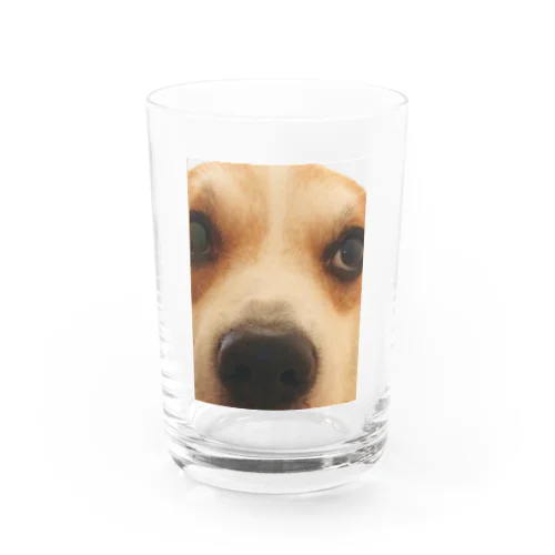 ドアップコーギーさん Water Glass