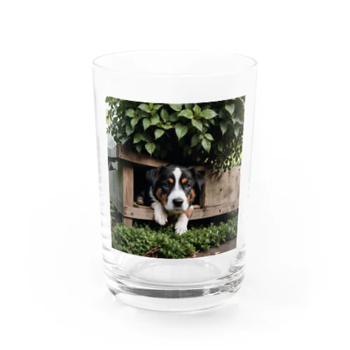 箱の中から覗く犬 dog looking in the box Water Glass